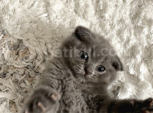 Scottish Fold görsel