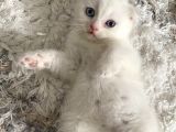 Scottish Fold