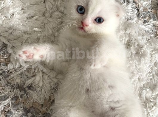 Scottish Fold görsel