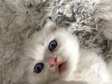 Scottish fold
