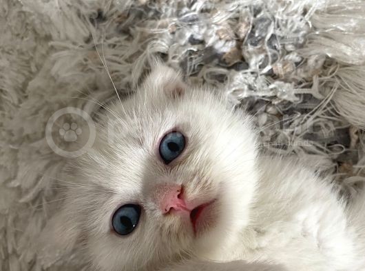 Scottish Fold