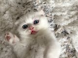 Scottish Fold