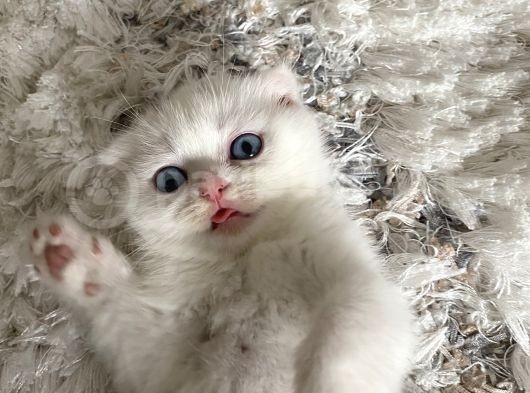 Scottish Fold görsel