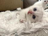 Scottish Fold