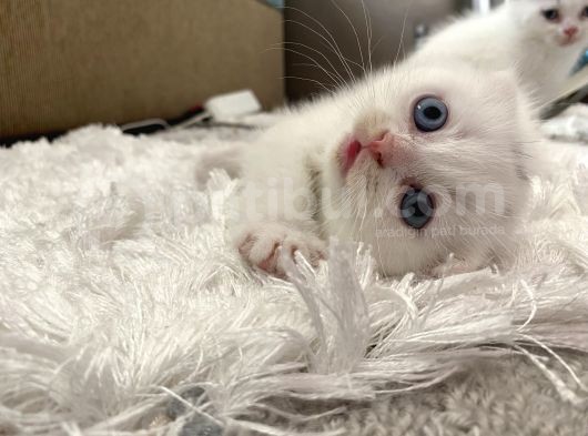 Scottish Fold görsel