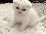 Scottish Fold