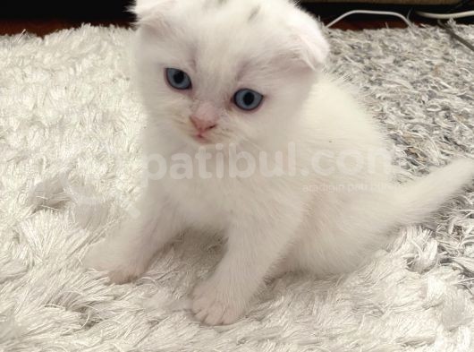 Scottish Fold görsel