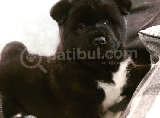 Muhteşem Amerikan Akita Yavrularımız görsel