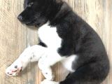 Muhteşem Amerikan Akita Yavrularımız