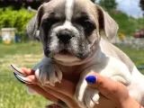 Minik Patiler