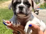 Minik patiler