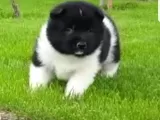 Safkan Amerikan Akita tombişler