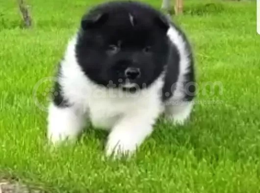 Safkan Amerikan Akita Tombişler