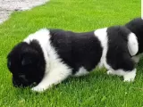 Safkan Amerikan Akita Tombişler