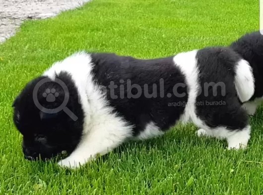 Safkan Amerikan Akita Tombişler görsel