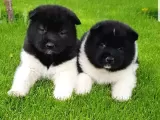 Safkan Amerikan Akita Tombişler