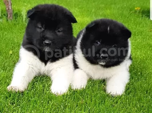 Safkan Amerikan Akita Tombişler görsel