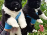 Safkan Amerikan Akita Tombişler