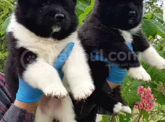 Safkan Amerikan Akita Tombişler görsel