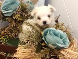 Sevimli Teacup  Maltese Bebeklerim