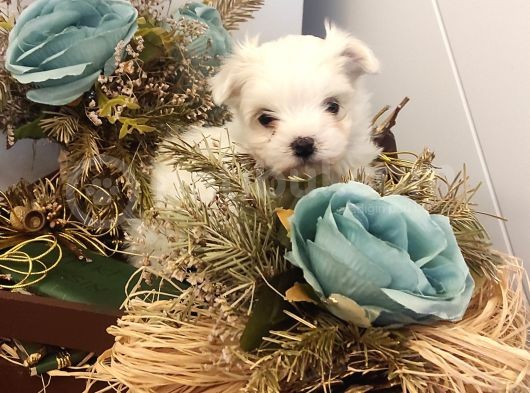 Sevimli Teacup  Maltese Bebeklerim görsel