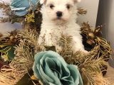 Sevimli Teacup  Maltese Bebeklerim