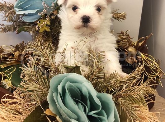 Sevimli Teacup  Maltese Bebeklerim görsel