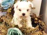 Sevimli Teacup  Maltese Bebeklerim