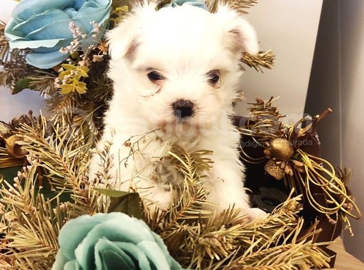 Sevimli Teacup  Maltese Bebeklerim