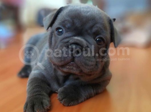 Blue Fransız Bebekleri