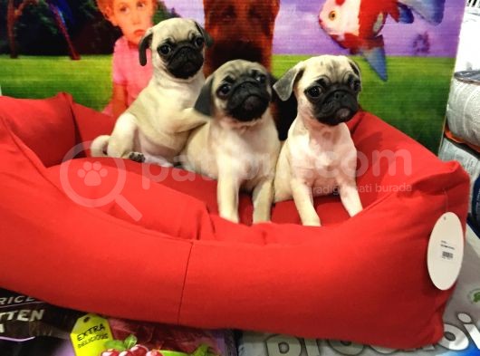 Ori̇ji̇nal Pug Yavrulari Vonalp Garanti̇si̇yle görsel