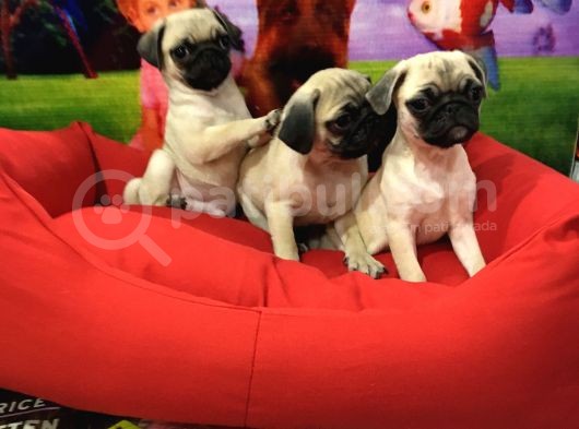 Ori̇ji̇nal Pug Yavrulari Vonalp Garanti̇si̇yle görsel