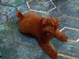 Eşyalariyla Red Brown Erkek Toy Poodle