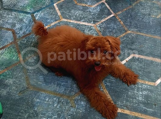 Eşyalariyla Red Brown Erkek Toy Poodle görsel