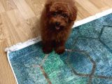 Eşyalariyla Red Brown Erkek Toy Poodle