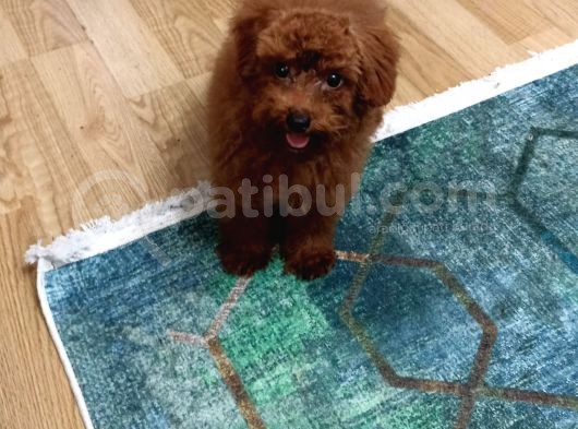 Eşyalariyla Red Brown Erkek Toy Poodle görsel