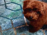 Eşyalariyla Red Brown Erkek Toy Poodle