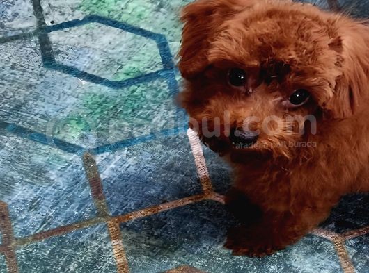 Eşyalariyla Red Brown Erkek Toy Poodle görsel