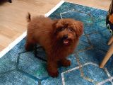 EŞYALARIYLA RED BROWN ERKEK TOY POODLE