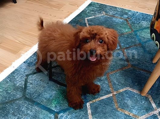 Eşyalariyla Red Brown Erkek Toy Poodle