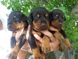 Irkinin En İyi̇si̇ Doberman Yavrular