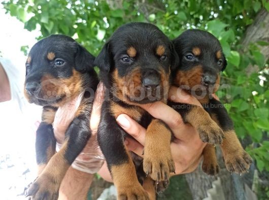 Irkinin En İyi̇si̇ Doberman Yavrular görsel