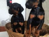 Irkinin En İyi̇si̇ Doberman Yavrular