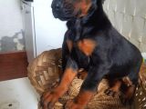 IRKININ EN İYİSİ DOBERMAN YAVRULAR