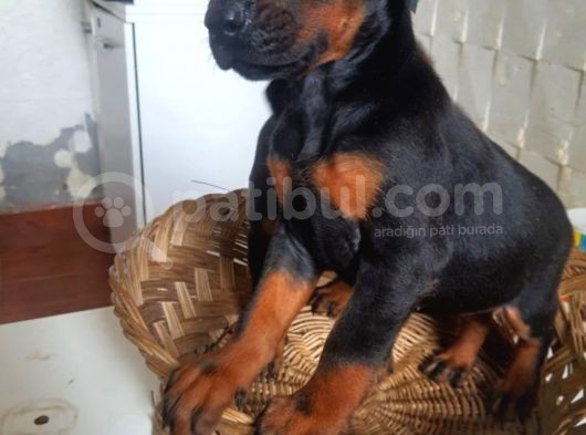 Irkinin En İyi̇si̇ Doberman Yavrular
