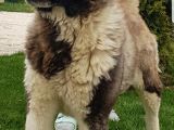 Safkan Amerikan Akita Tombişler