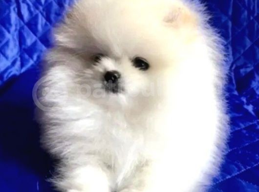Minicik Pomeranian Boo