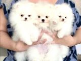 Minicik Pomeranian Boo