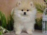 Orijinal pomeranian boo yavrusu