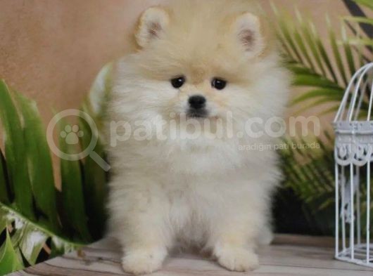 Orijinal Pomeranian Boo Yavrusu